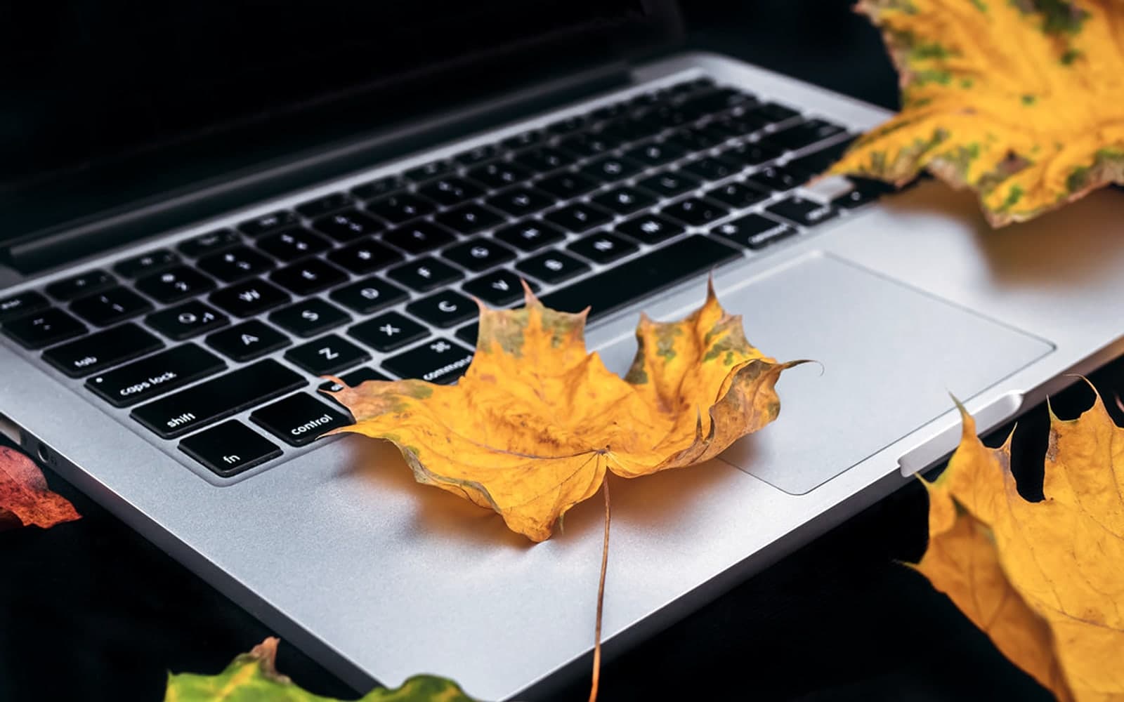Editorial image for "The One-Page Wealth Operating System for Globally Mobile People". Source image: Colorful Autumn leaves and laptop on a black background. Top view of work space in the fall..
